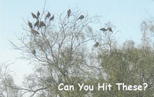  best dove hunting in Texas