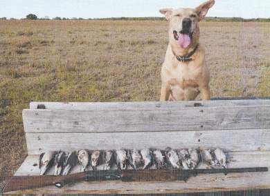 dove hunting great for father and son outings